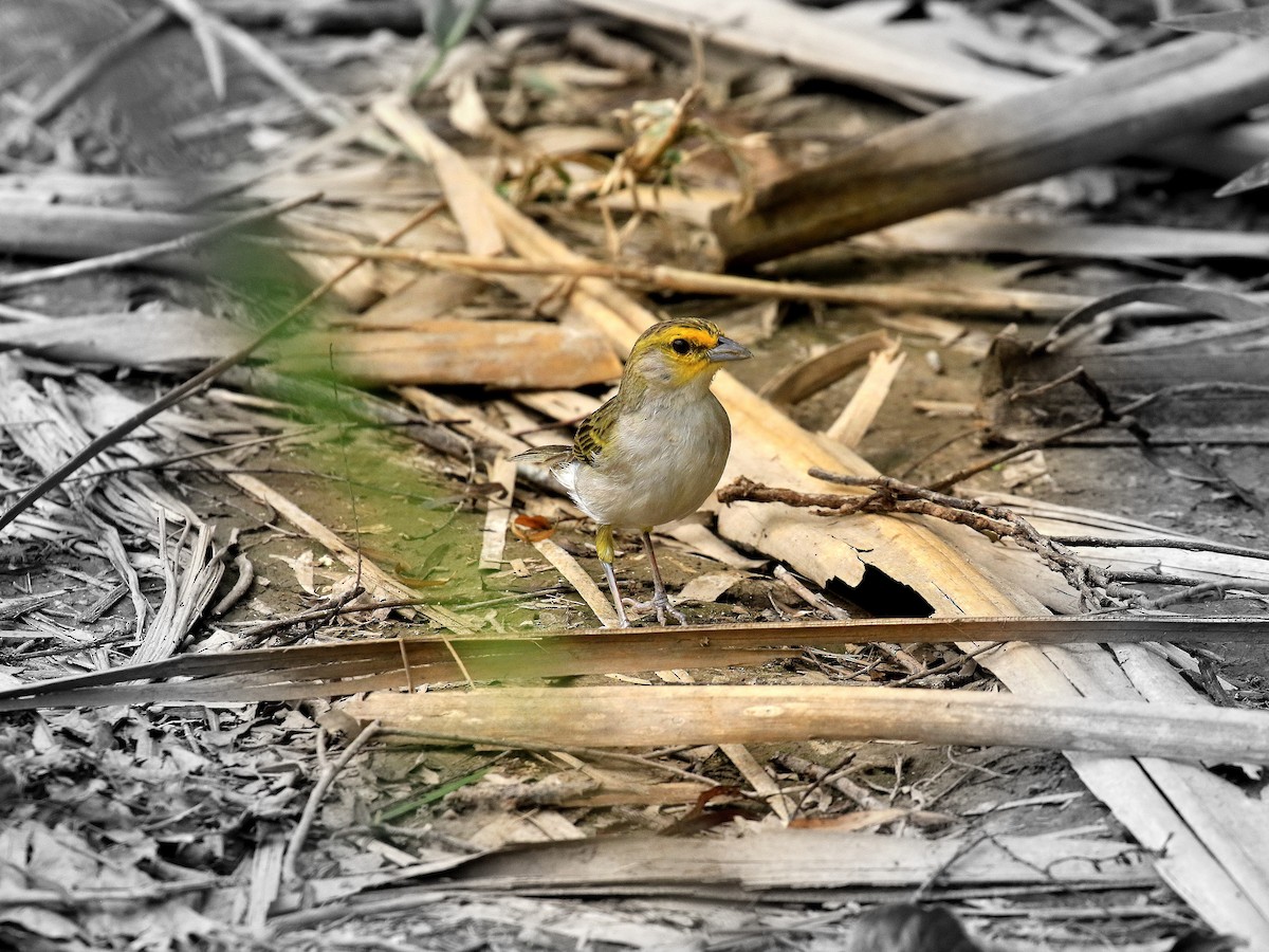 Yellow-browed Sparrow - Geoff Butcher