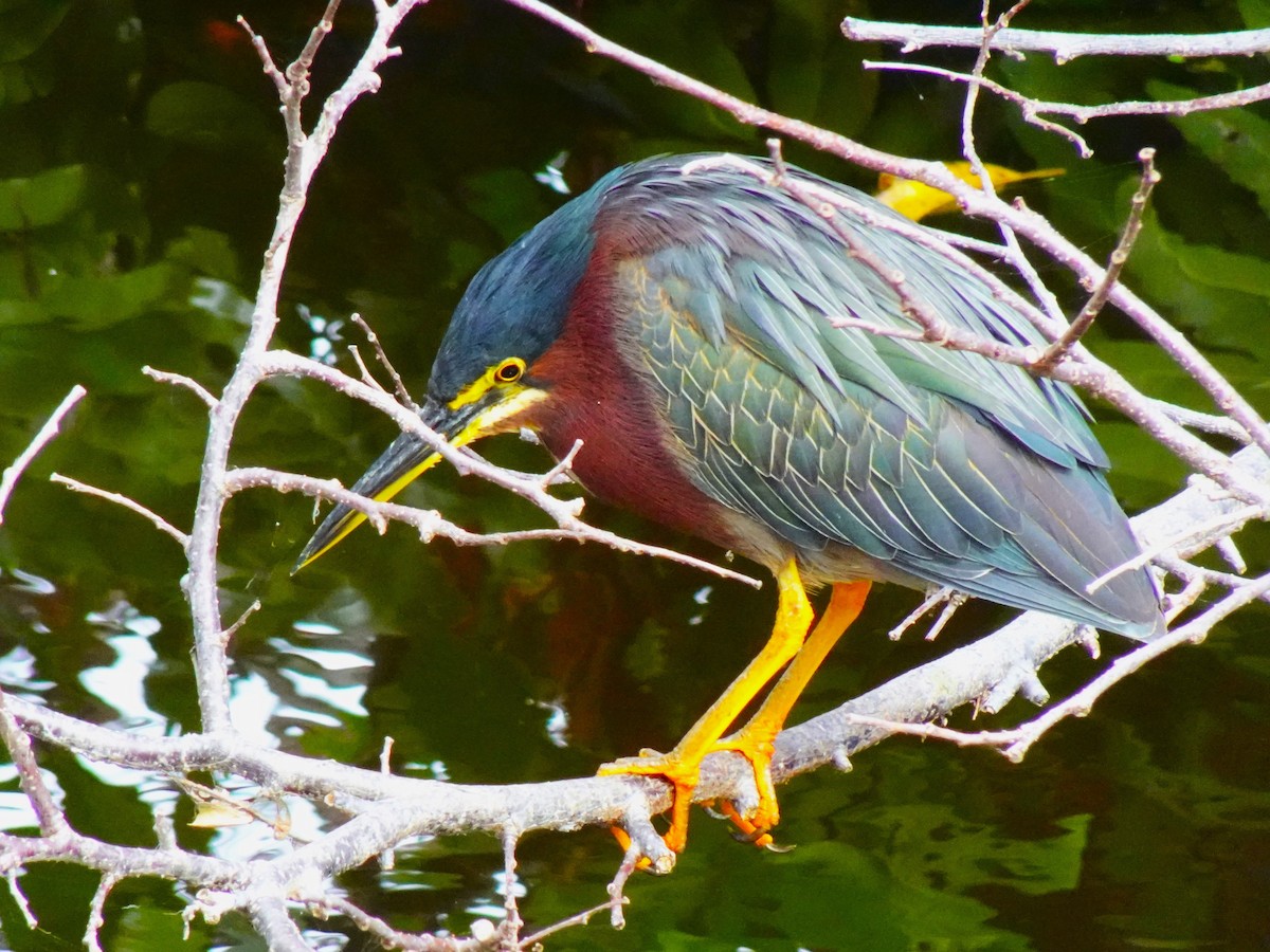 Green Heron - ML619053263