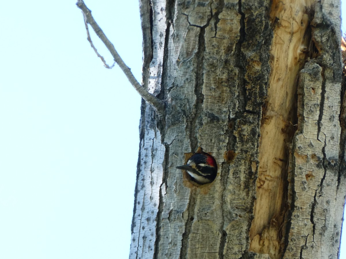 Nuttall's Woodpecker - Peggy Madden