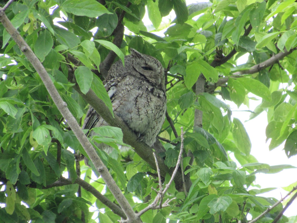 Eastern Screech-Owl - Roger Hedge