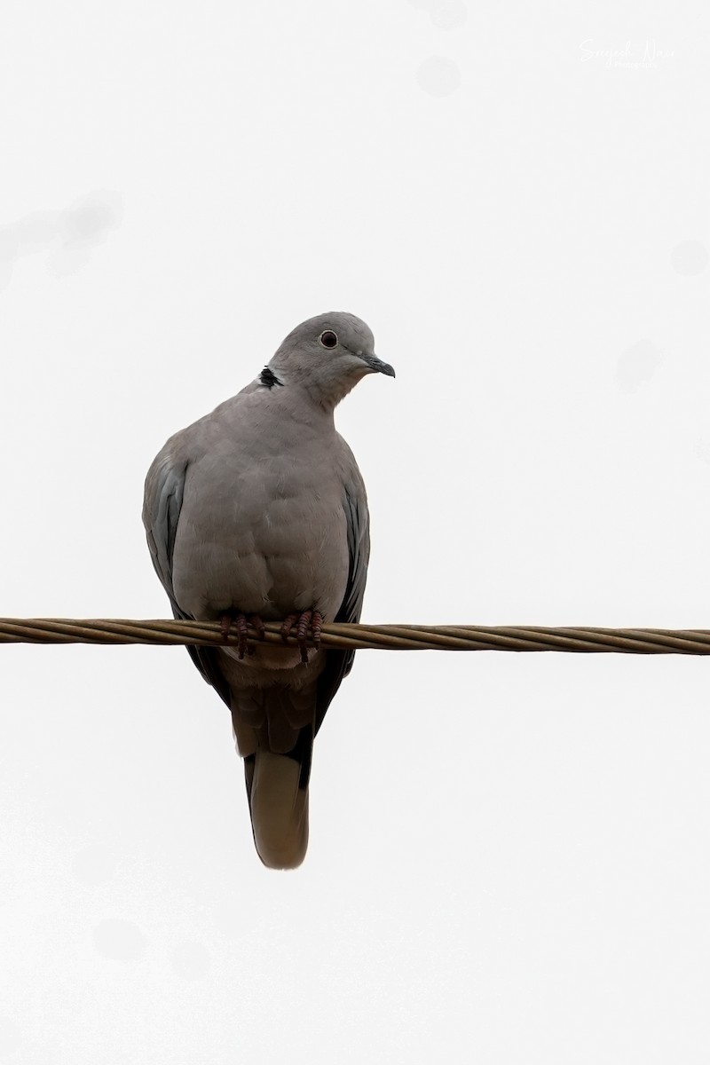 Eurasian Collared-Dove - Sreejesh Nair