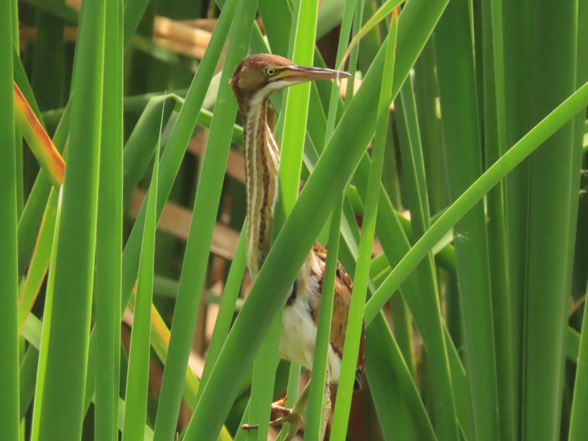 Least Bittern - Laurie Witkin