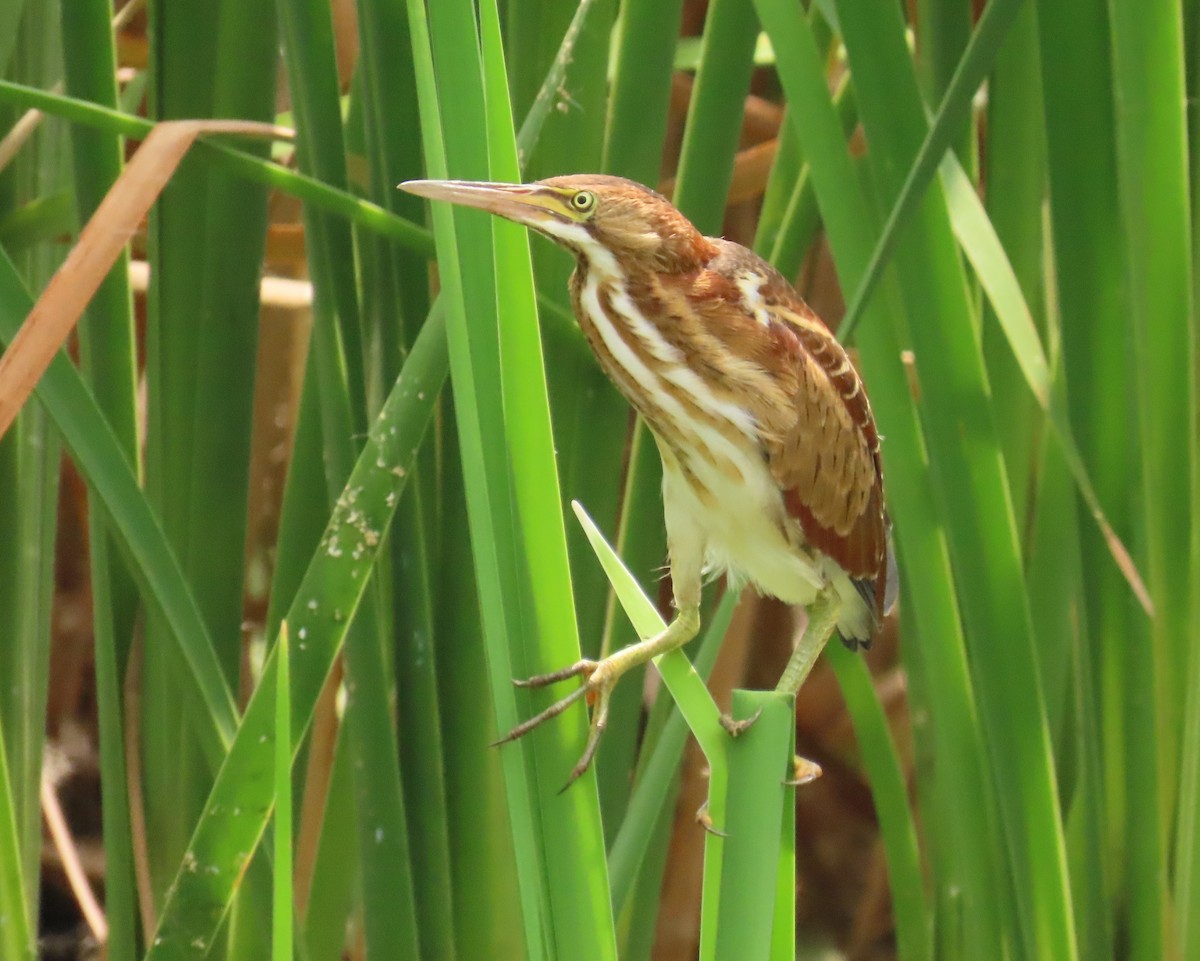 Least Bittern - Laurie Witkin