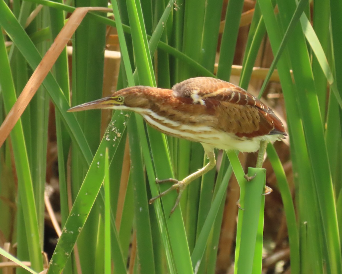 Least Bittern - Laurie Witkin