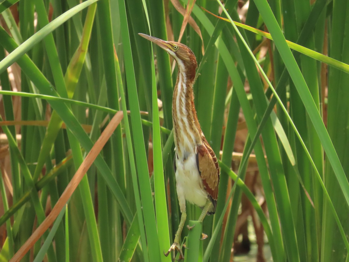 Least Bittern - Laurie Witkin
