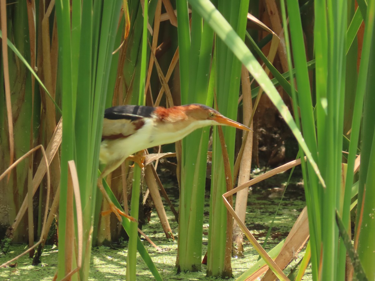 Least Bittern - Laurie Witkin