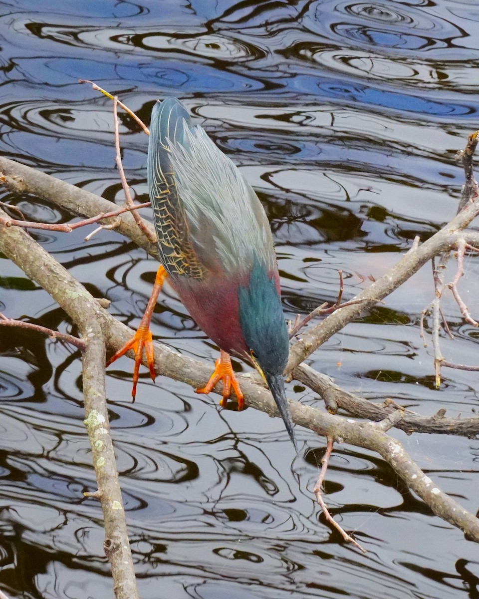 Green Heron - ML619053317