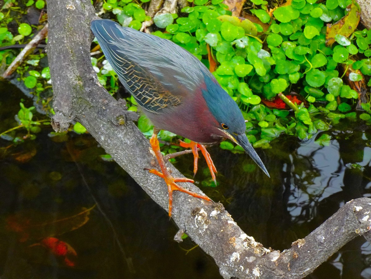 Green Heron - ML619053318