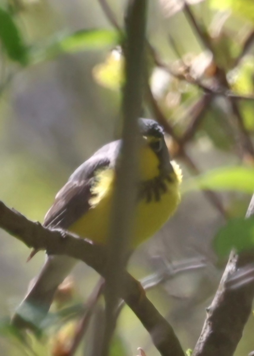 Canada Warbler - David Funke