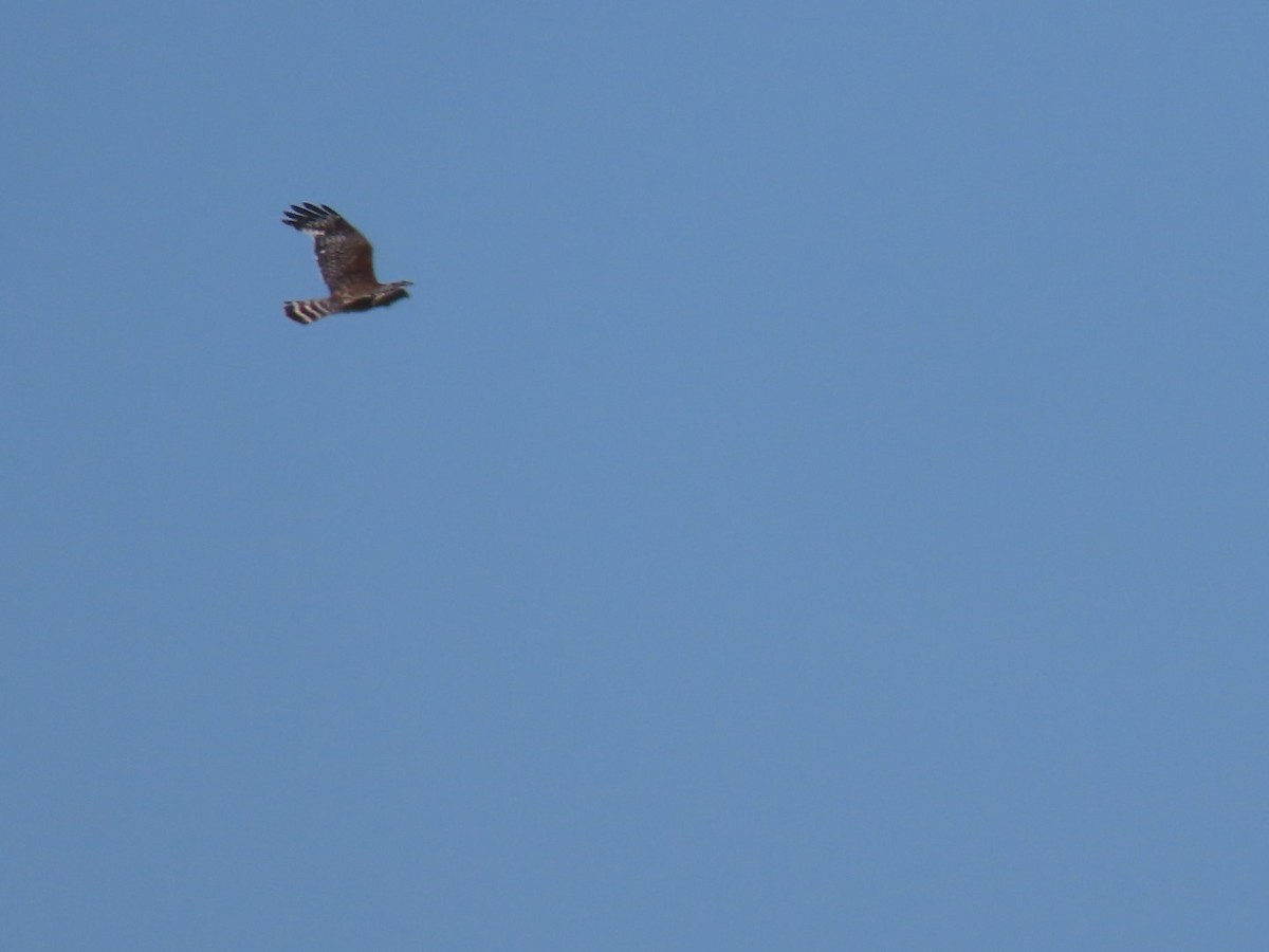 Red-shouldered Hawk - Herky Birder