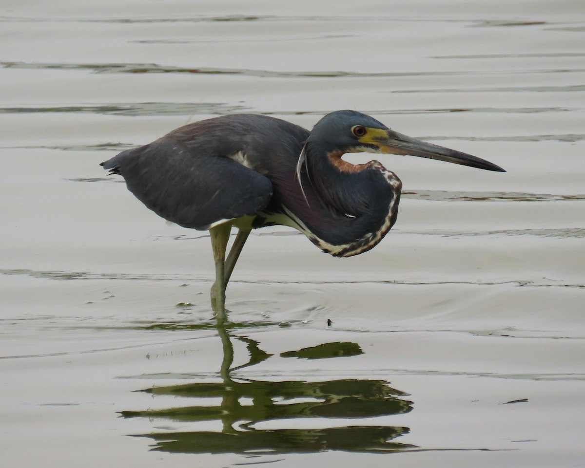 Tricolored Heron - Laurie Witkin