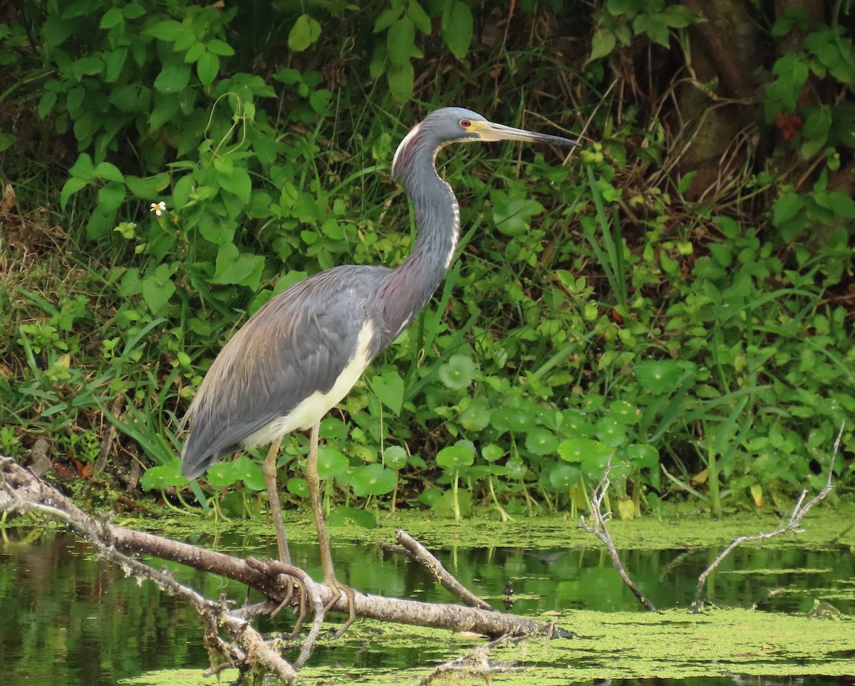 Tricolored Heron - Laurie Witkin