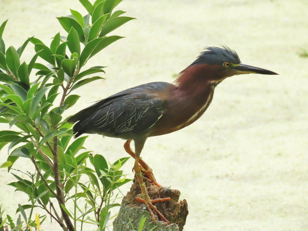 Green Heron - Laurie Witkin