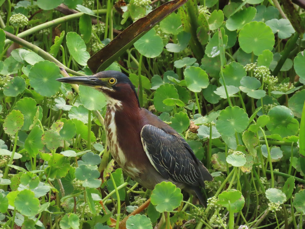 Green Heron - Laurie Witkin