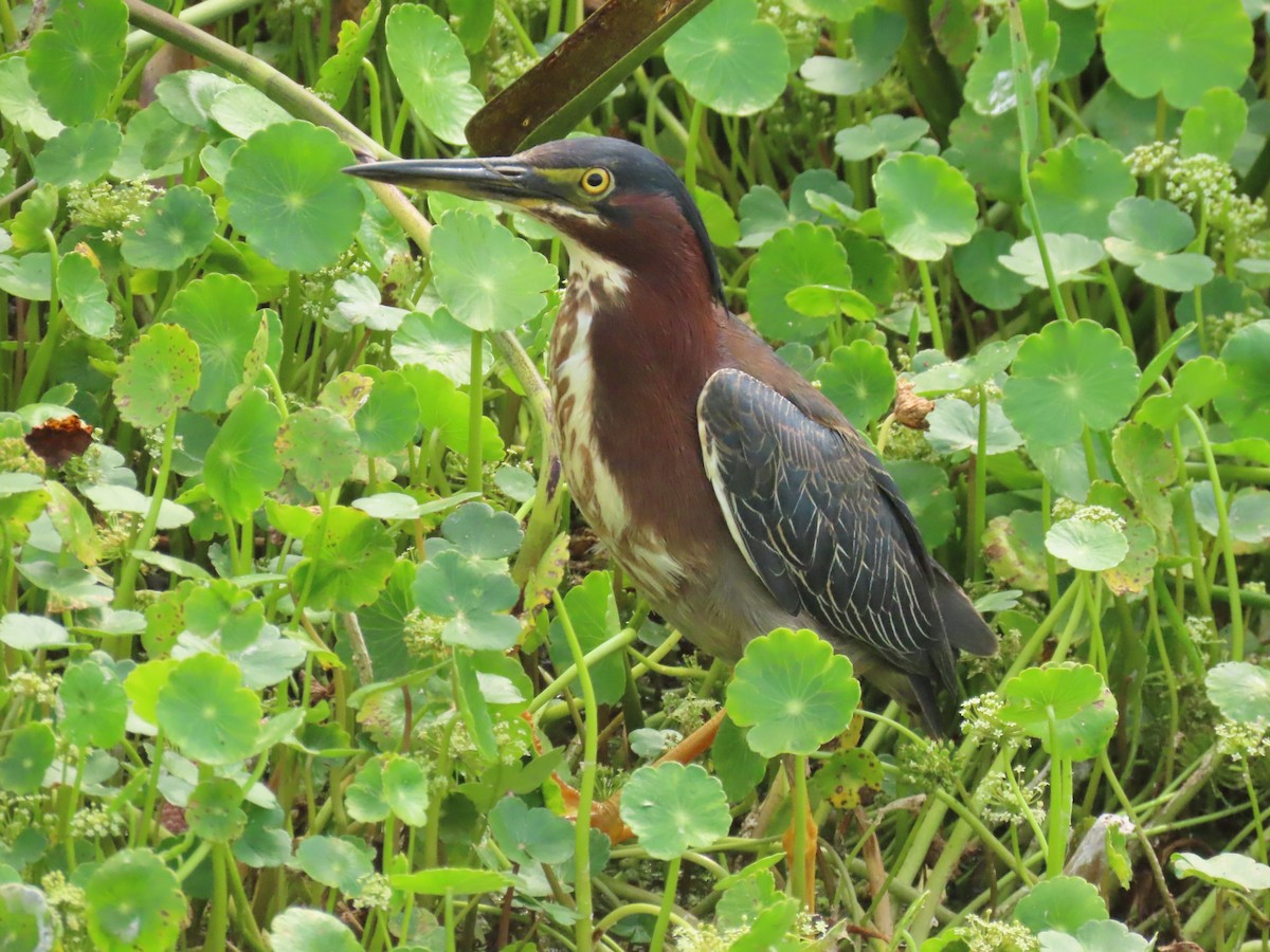 Green Heron - Laurie Witkin