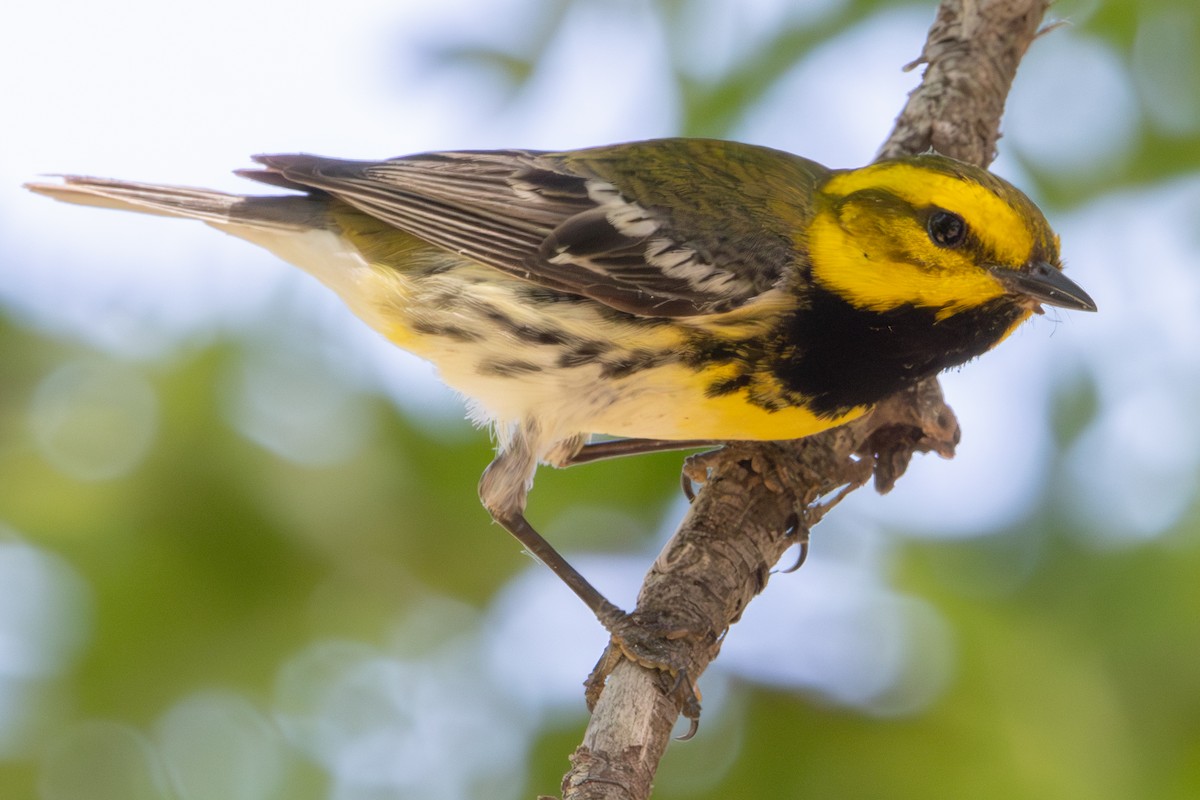 Black-throated Green Warbler - ML619053376