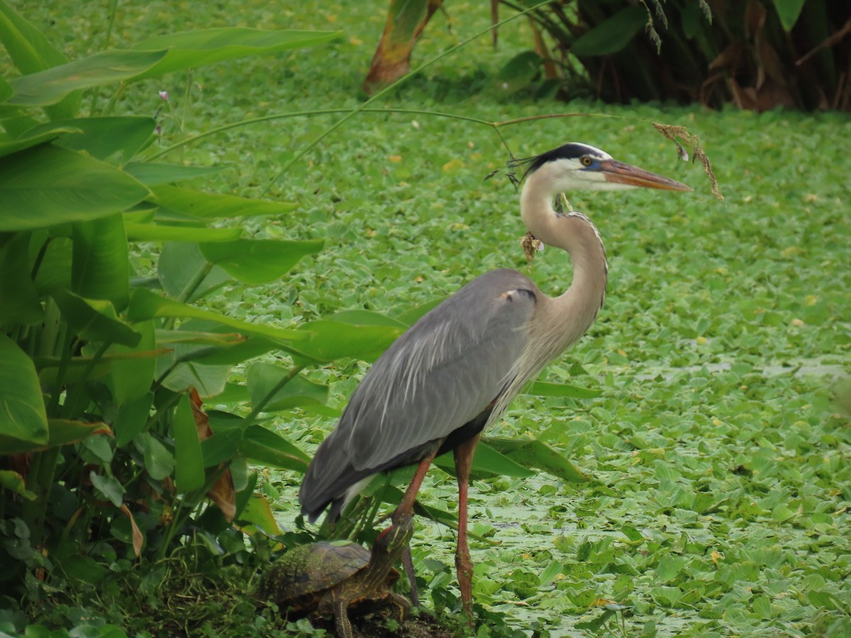 Great Blue Heron - Laurie Witkin