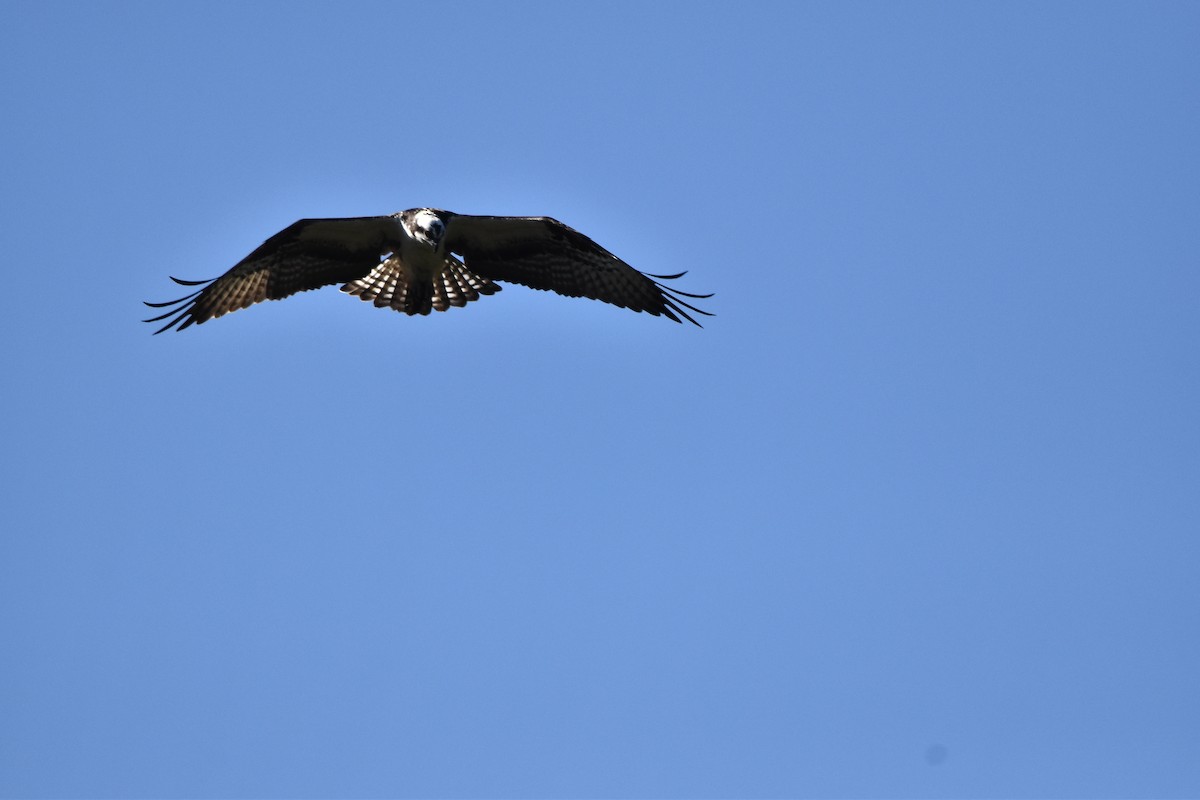 Osprey - Mike Marble