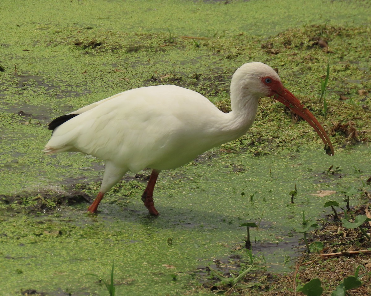 White Ibis - Laurie Witkin