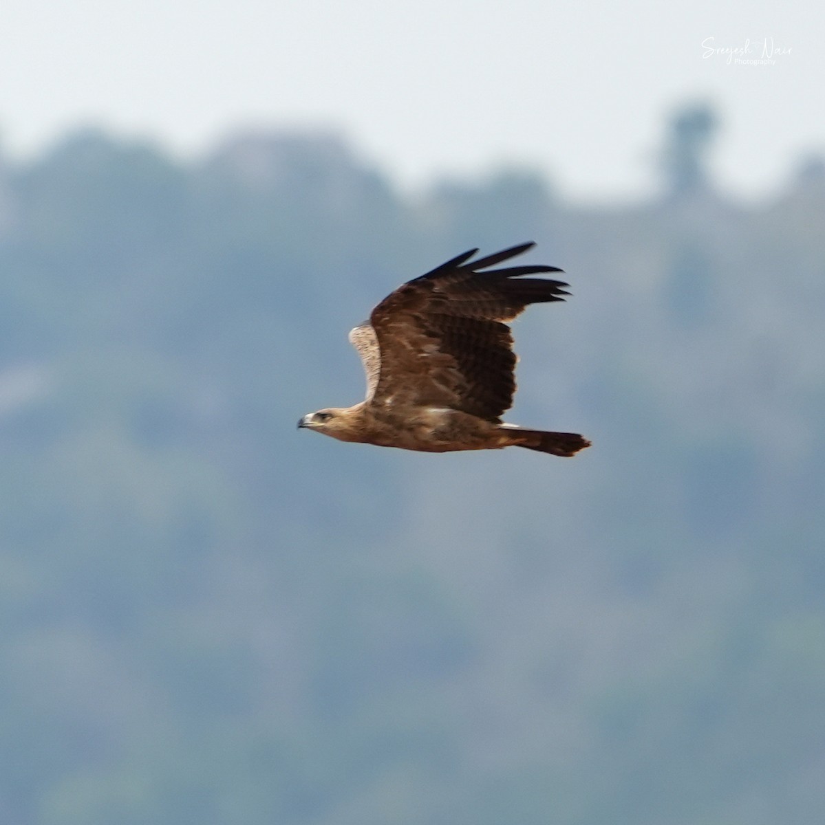 Águila Rapaz - ML619053411