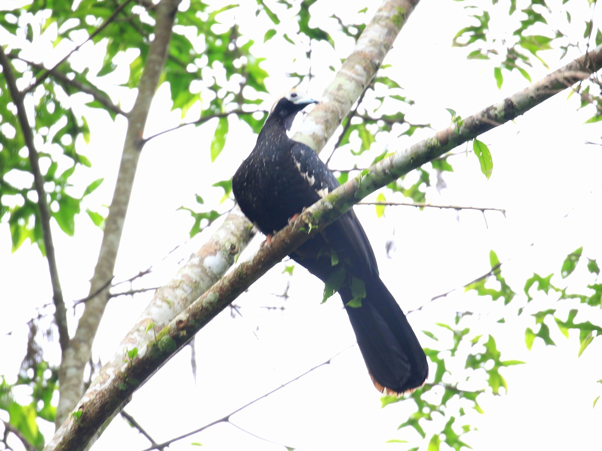 Blue-throated Piping-Guan - Geoff Butcher