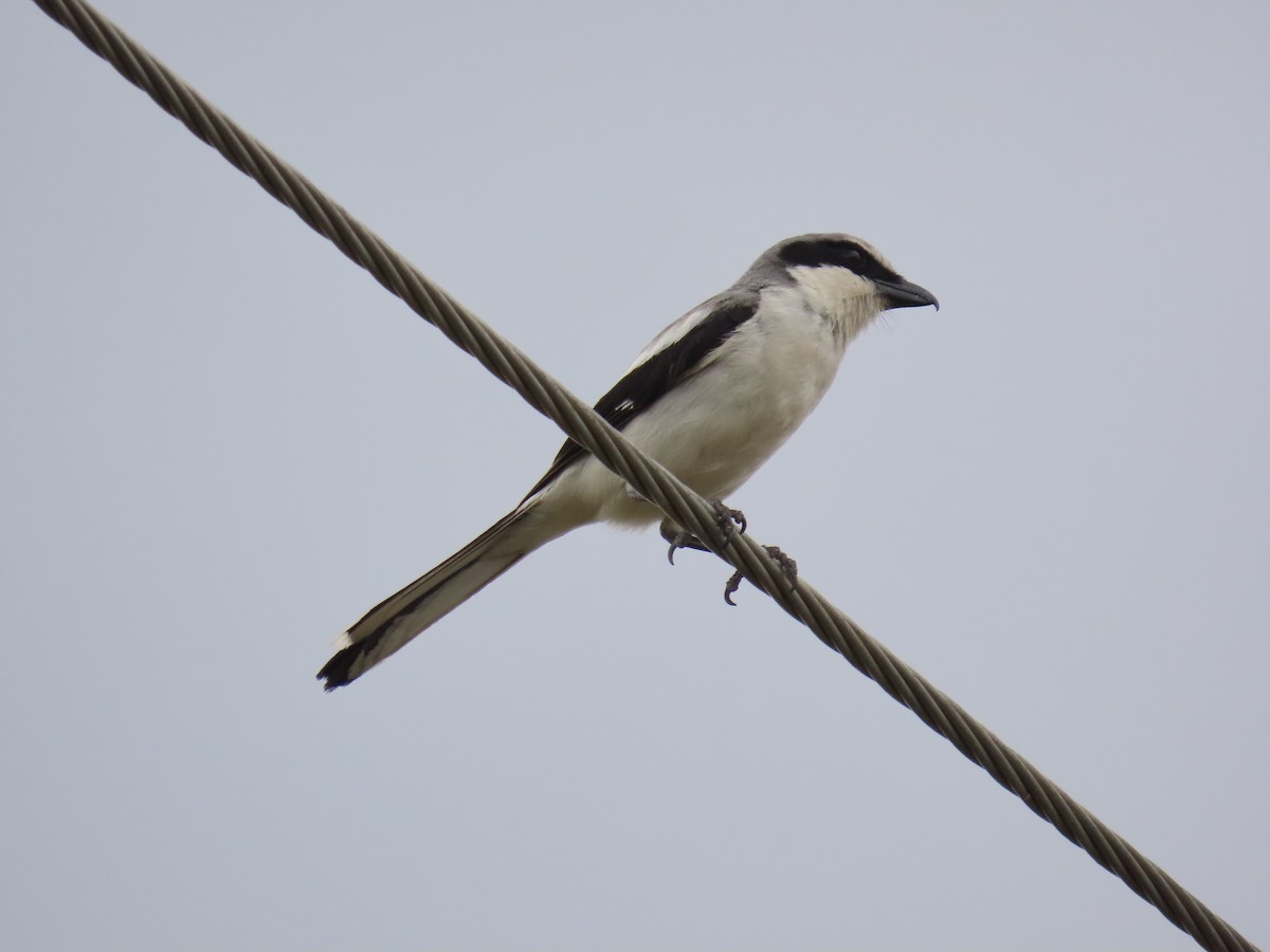 Loggerhead Shrike - Laurie Witkin