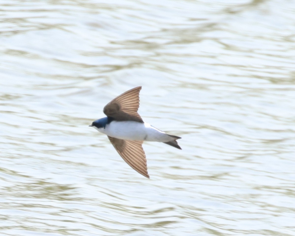 Tree Swallow - ML619053444