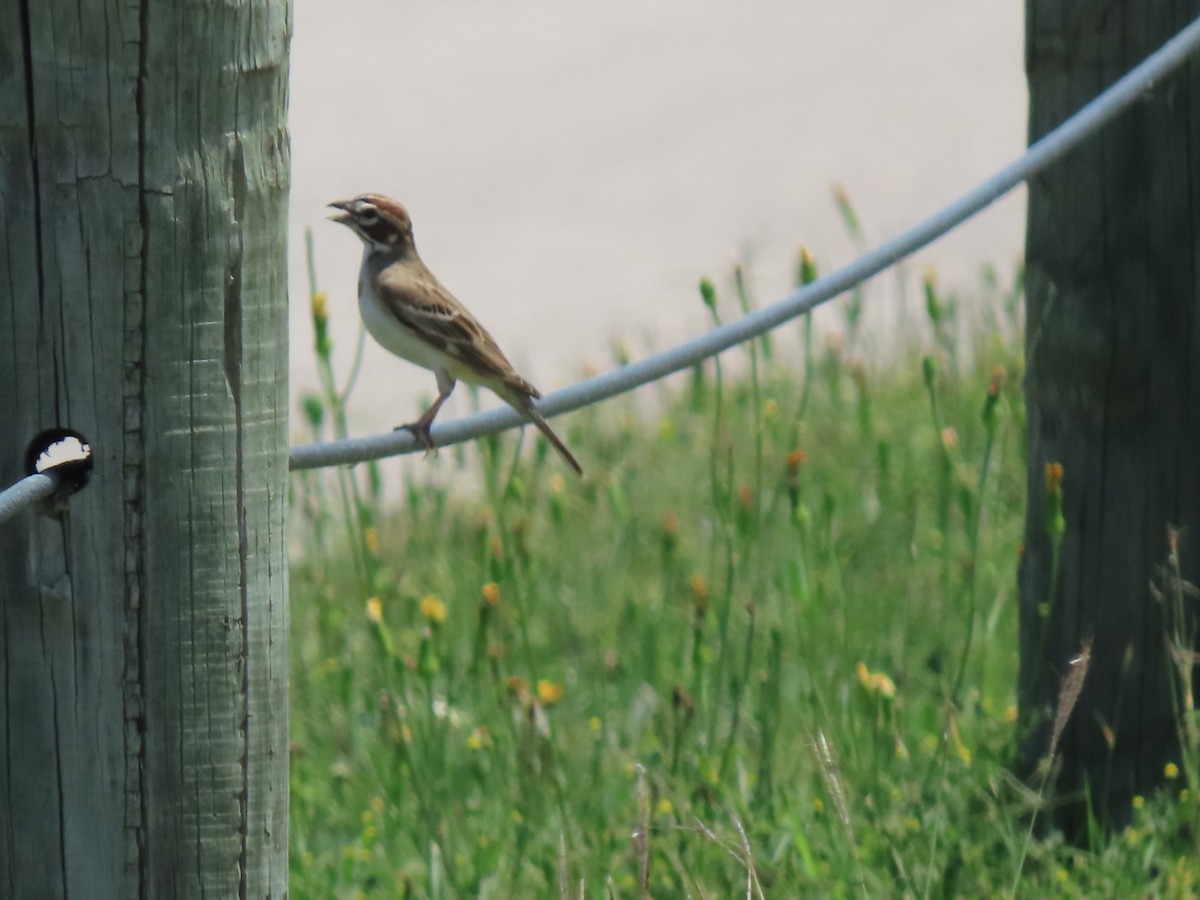 Lark Sparrow - Herky Birder