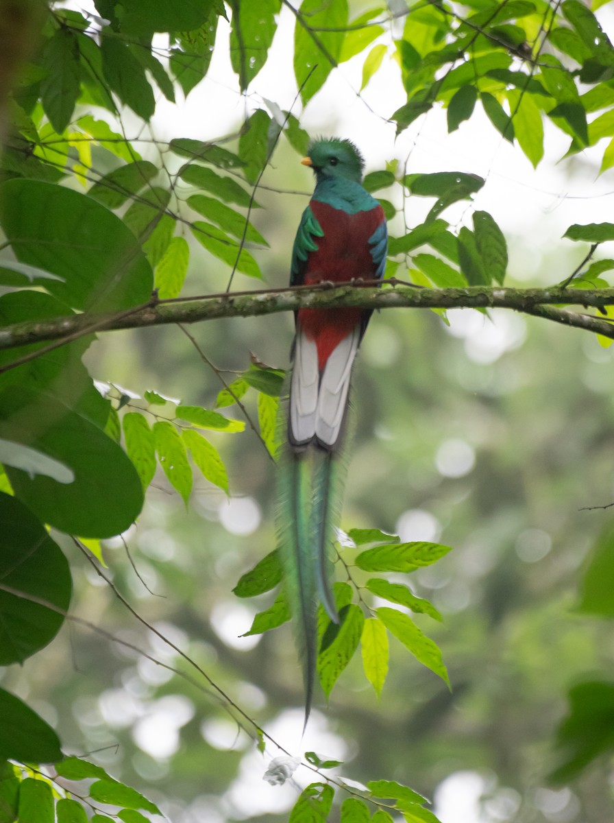 Resplendent Quetzal (Guatemalan) - Daniel Mérida