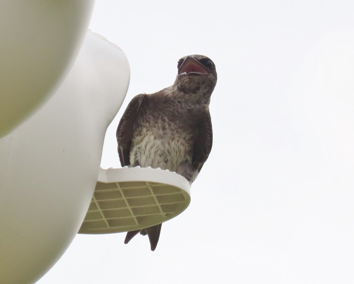 Purple Martin - Laurie Witkin