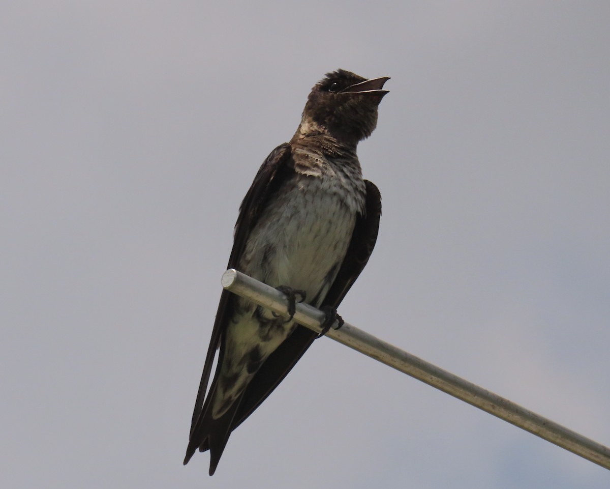 Purple Martin - Laurie Witkin