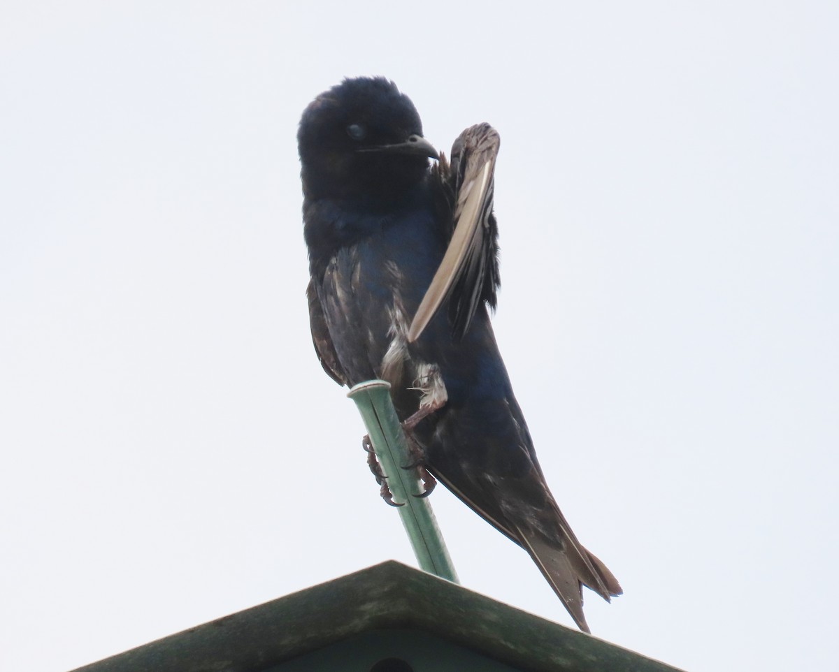 Purple Martin - Laurie Witkin