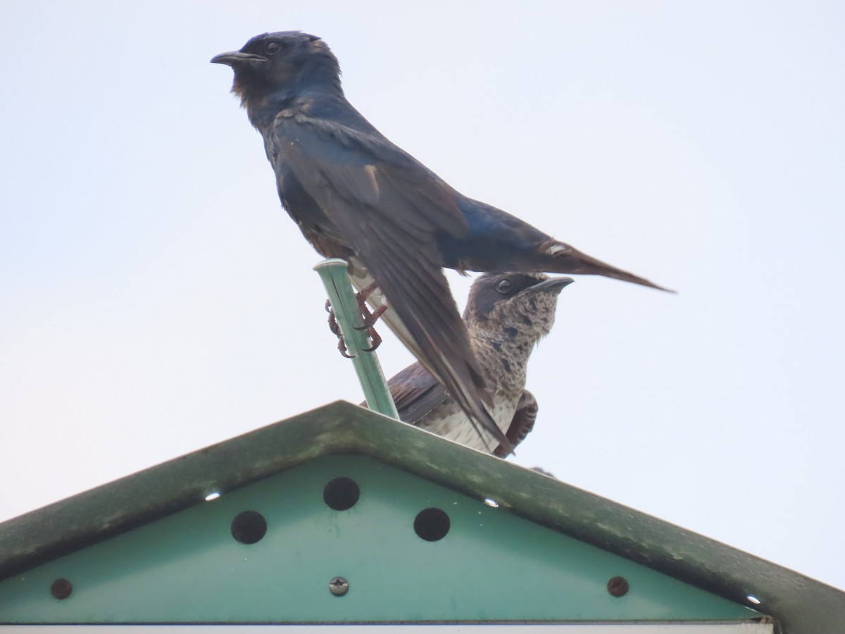 Purple Martin - Laurie Witkin