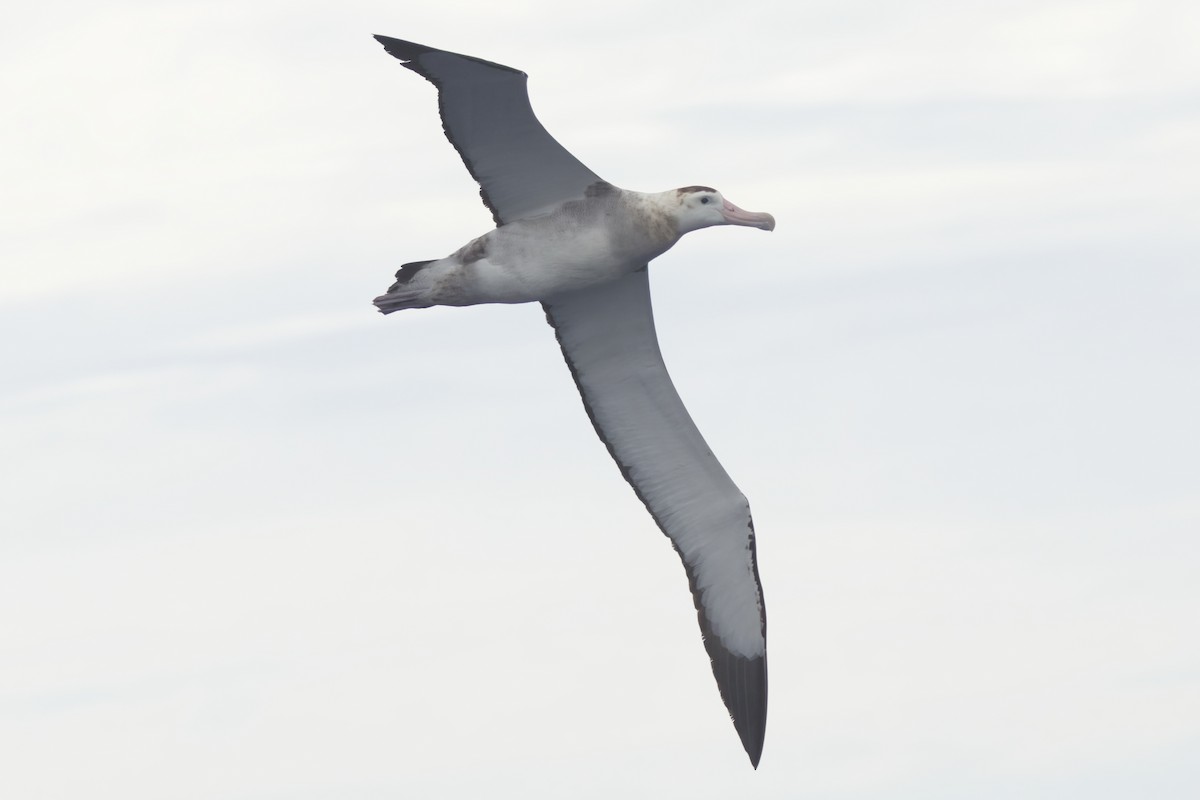 Albatros de las Antípodas (antipodensis) - ML619053481