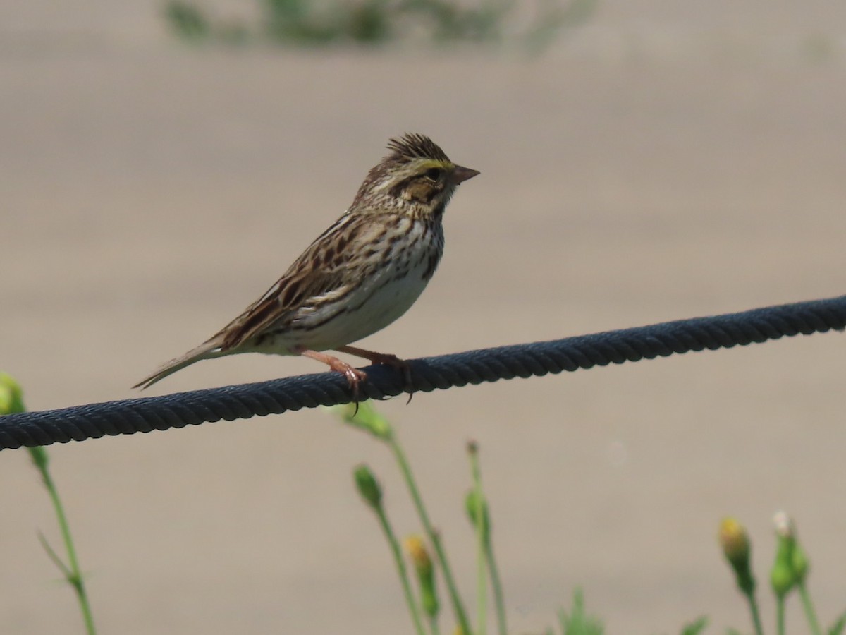 Savannah Sparrow - Herky Birder