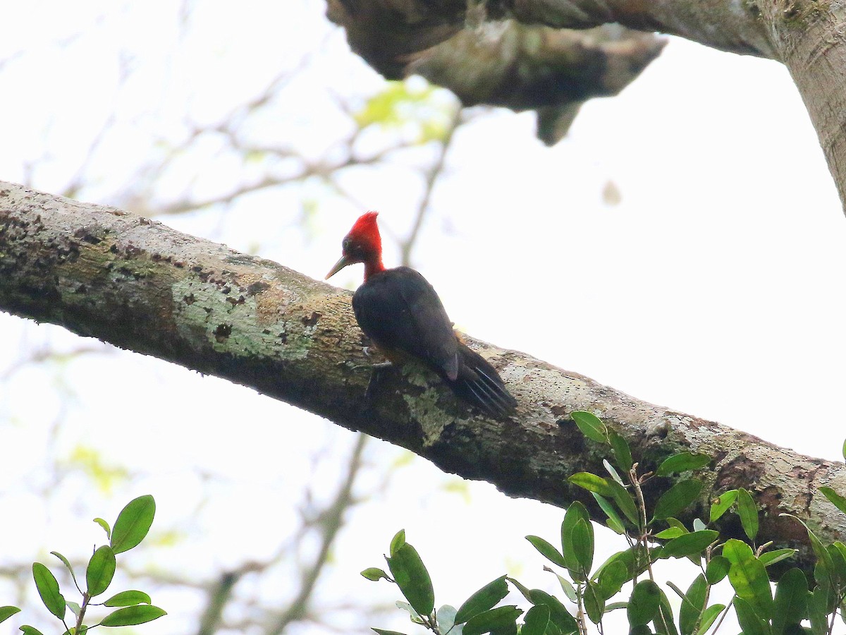 Red-necked Woodpecker - Geoff Butcher