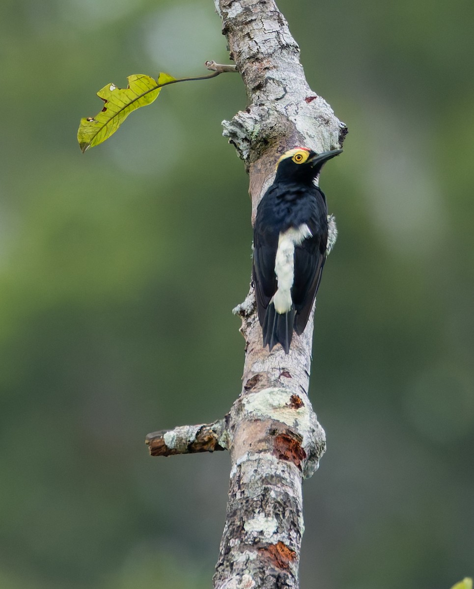 Yellow-tufted Woodpecker - ML619053491