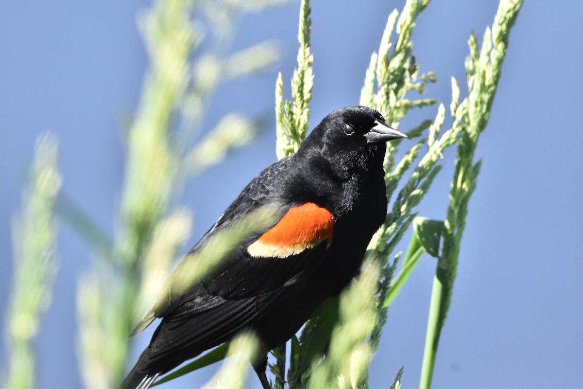 Red-winged Blackbird - Mike Marble