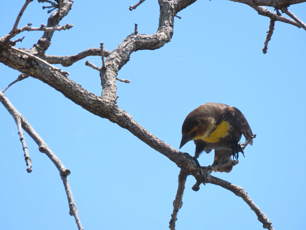 Yellow-headed Blackbird - Herky Birder