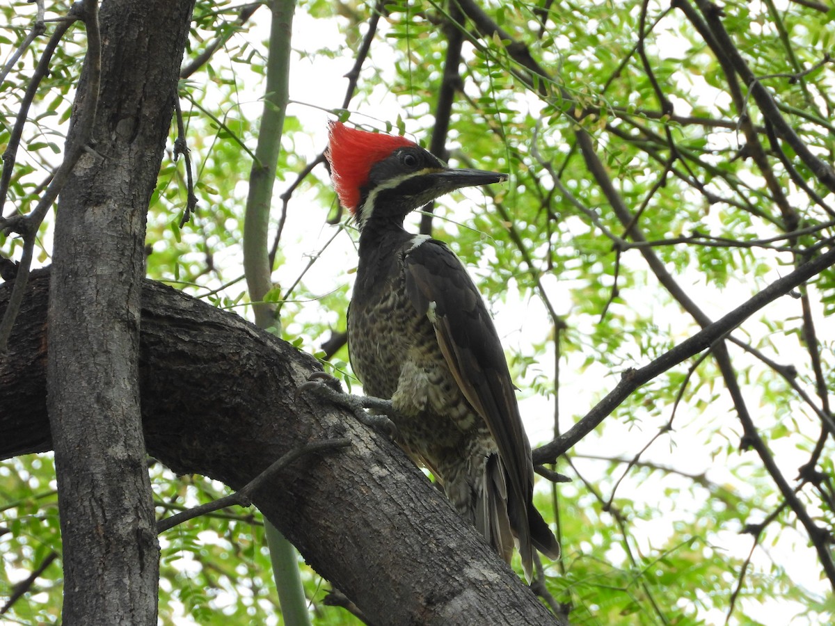 Lineated Woodpecker - Kevin Jiménez Gonzáles