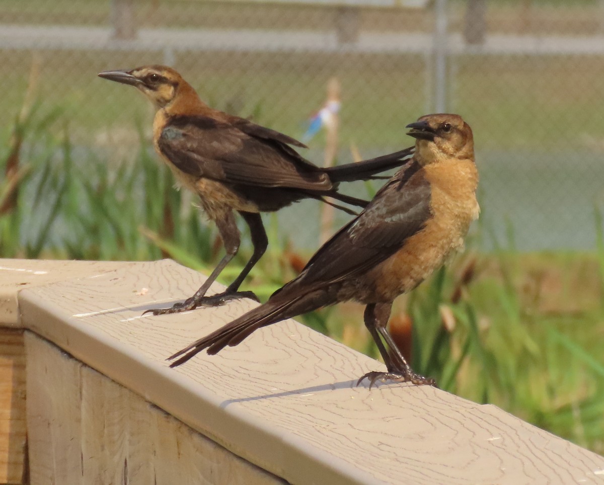 Boat-tailed Grackle - Laurie Witkin