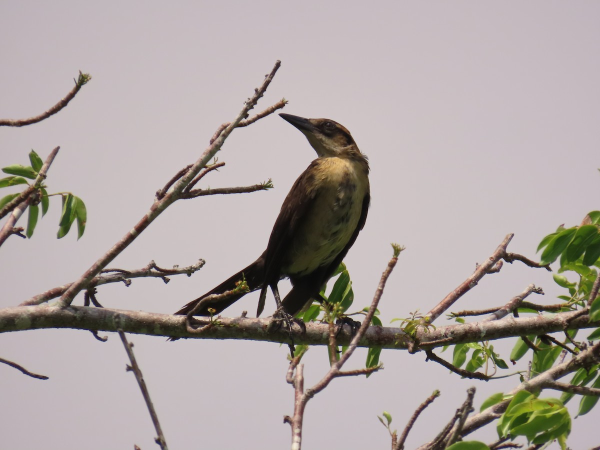 Boat-tailed Grackle - Laurie Witkin