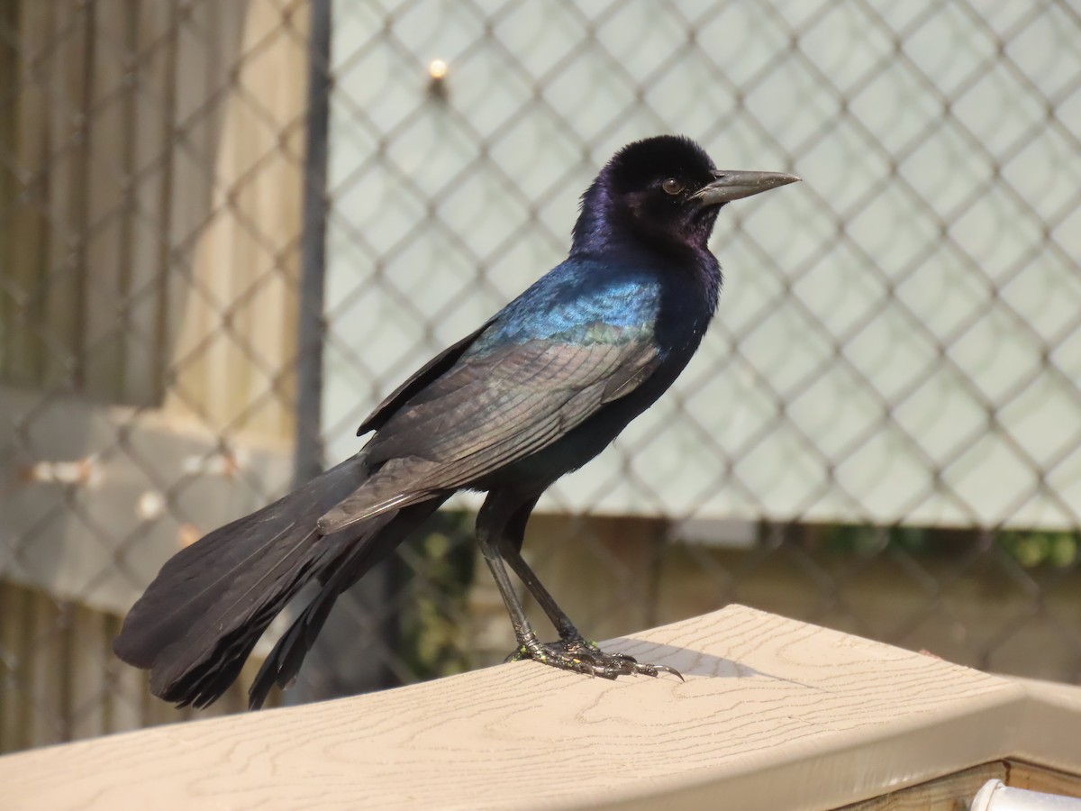 Boat-tailed Grackle - Laurie Witkin