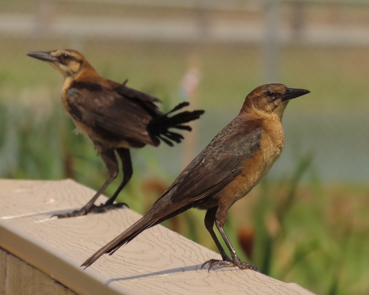 Boat-tailed Grackle - Laurie Witkin