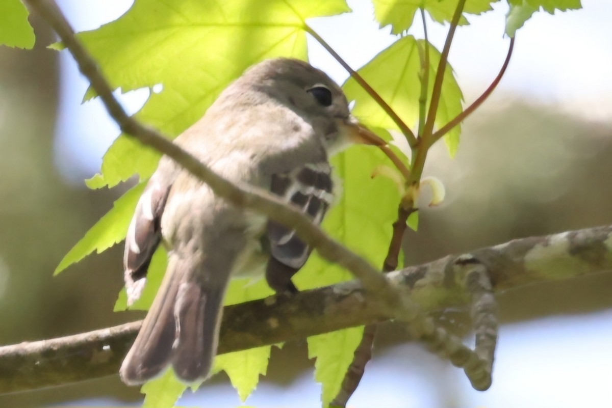 Least Flycatcher - ML619053529