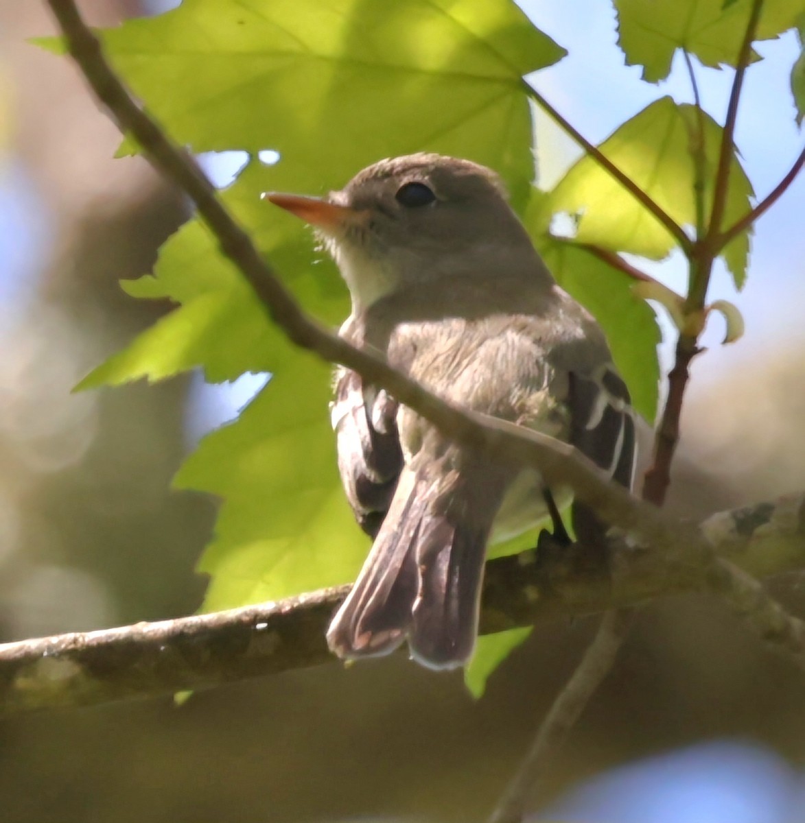 Moucherolle tchébec - ML619053530