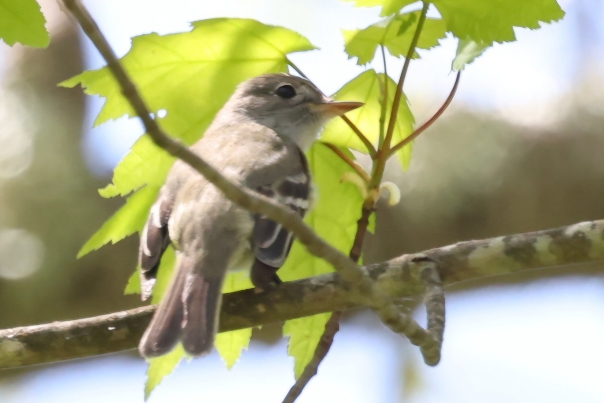 Least Flycatcher - ML619053531