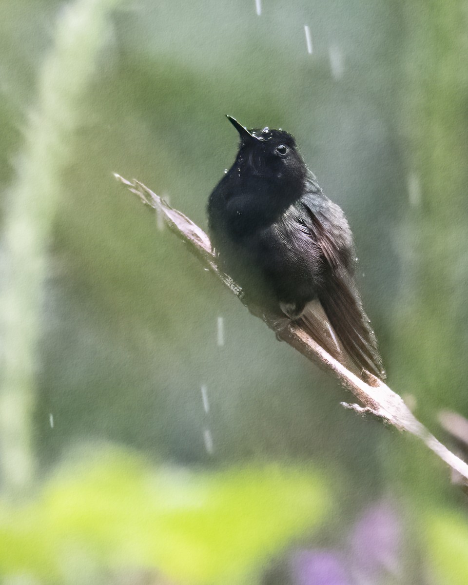 Black-bellied Hummingbird - Kathy Hicks