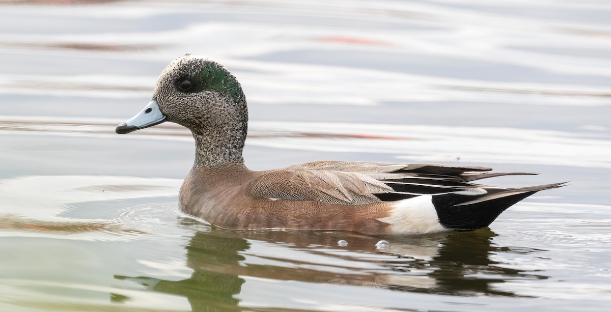 American Wigeon - ML619053534