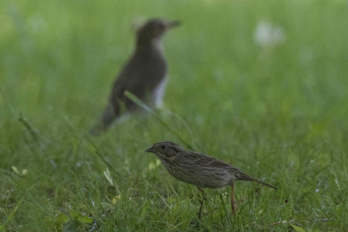 Lincoln's Sparrow - ML619053535